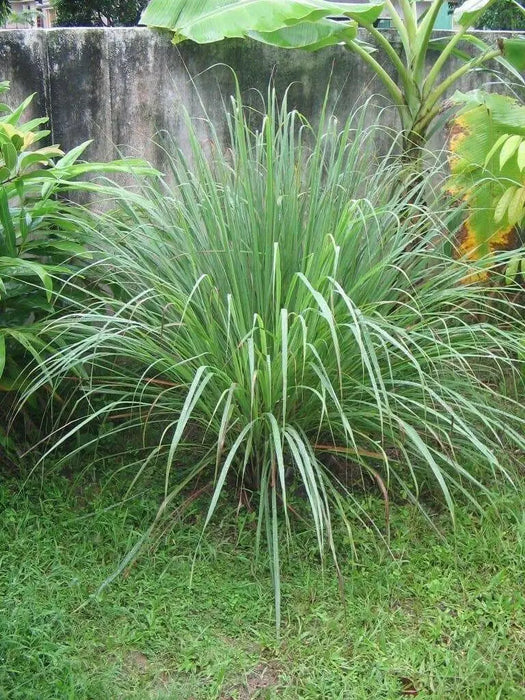 Lemon Grass Herb Seeds - jamaican Fever grass - Caribbean garden seed