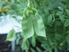 Lentils  Seeds - Green (Lens esculenta)  Pure, Organic, heirloom seeds,Untreated, Non-GMO, Pesticide Free - Caribbean garden seed