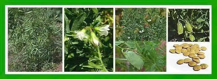 Lentils  Seeds - Green (Lens esculenta)  Pure, Organic, heirloom seeds,Untreated, Non-GMO, Pesticide Free - Caribbean garden seed