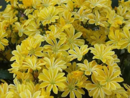Lewisia Cotyledon Flowers Seeds, (Yellow ),Great In Container, Perennial. - Caribbean garden seed