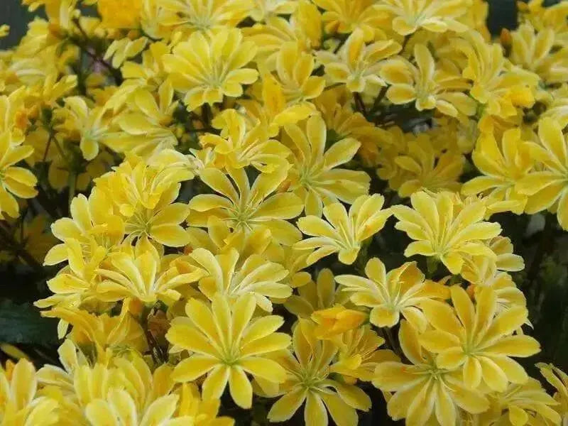 Lewisia Cotyledon Flowers Seeds, (Yellow ),Great In Container, Perennial. - Caribbean garden seed