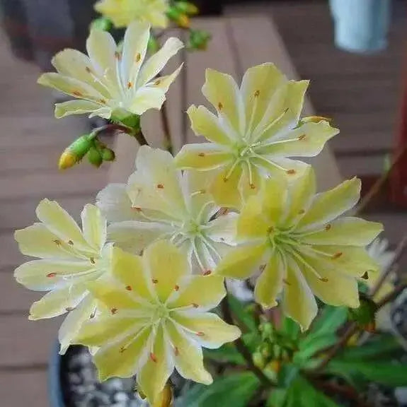 Lewisia Cotyledon Flowers Seeds, (Yellow ),Great In Container, Perennial. - Caribbean garden seed