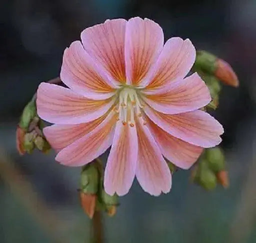 Lewisia, praline,Flowers Seeds,),Great In Container, Perennial. - Caribbean garden seed