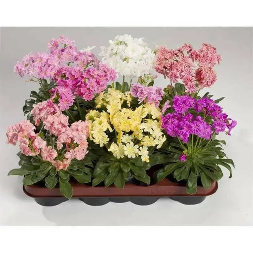 LEWISIA Cotyledon-Hybr. [ELISE] Award WinnerFlowers Seeds,),Great In Container, Perennial. - Caribbean garden seed