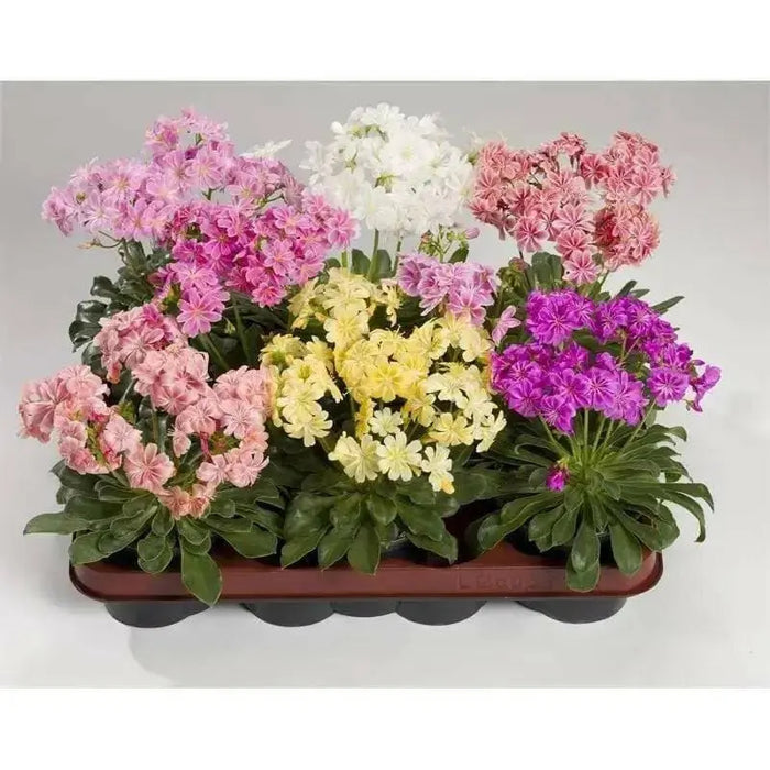 LEWISIA Cotyledon-Hybr. [ELISE] Award WinnerFlowers Seeds,),Great In Container, Perennial. - Caribbean garden seed