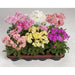 LEWISIA Cotyledon-Hybr. [ELISE] Award WinnerFlowers Seeds,),Great In Container, Perennial. - Caribbean garden seed