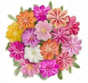 LEWISIA Cotyledon-Hybr. [ELISE] Award WinnerFlowers Seeds,),Great In Container, Perennial. - Caribbean garden seed