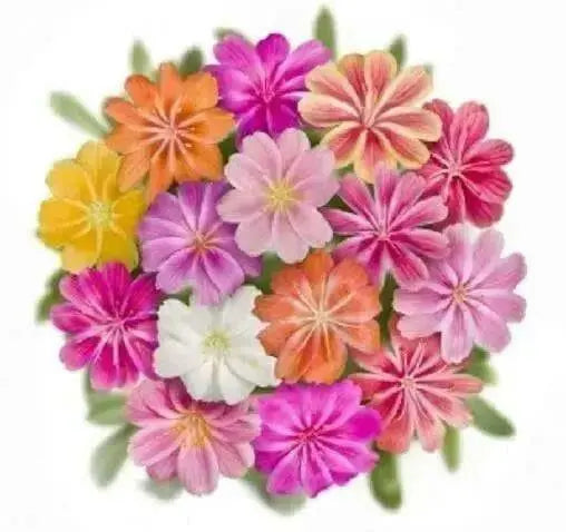 LEWISIA Cotyledon-Hybr. [ELISE] Award WinnerFlowers Seeds,),Great In Container, Perennial. - Caribbean garden seed