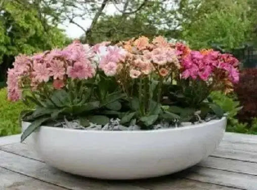 LEWISIA Cotyledon-Hybr. [ELISE] Award WinnerFlowers Seeds,),Great In Container, Perennial. - Caribbean garden seed