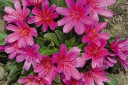 LEWISIA Longipetala-Hyb. 'Little Raspberry'red / scarlet / purple) ,Great In Container, Perennial. - Caribbean garden seed