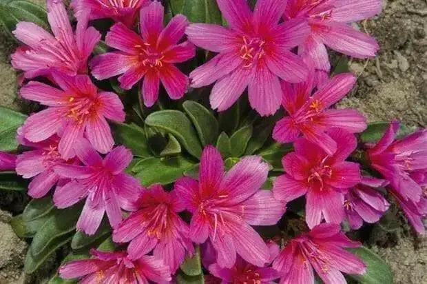 LEWISIA Longipetala-Hyb. 'Little Raspberry'red / scarlet / purple) ,Great In Container, Perennial. - Caribbean garden seed