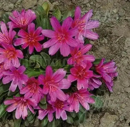 LEWISIA Longipetala-Hyb. 'Little Raspberry'red / scarlet / purple) ,Great In Container, Perennial. - Caribbean garden seed