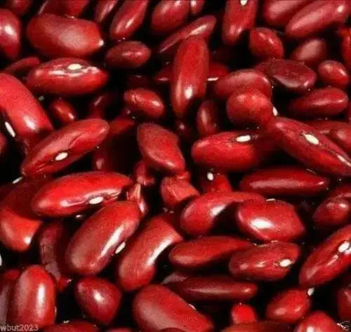 LARGE DARK RED, Kidney BUSH Bean,500 Seeds, JAMAICAN - Caribbean garden seed