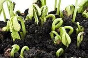LARGE DARK RED, Kidney BUSH Bean,500 Seeds, JAMAICAN - Caribbean garden seed