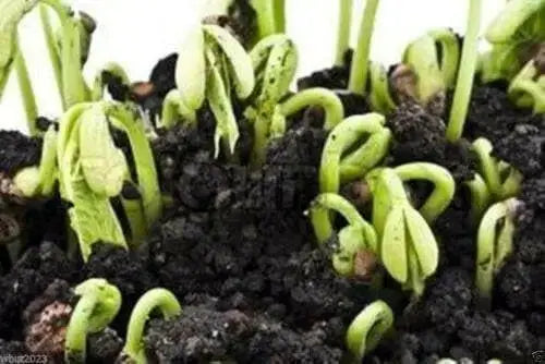 LARGE DARK RED, Kidney BUSH Bean,500 Seeds, JAMAICAN - Caribbean garden seed