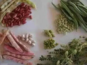 LARGE DARK RED, Kidney BUSH Bean,500 Seeds, JAMAICAN - Caribbean garden seed
