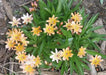 Lewisia longipetala 'Little Peach' Flowers Seeds, Perennial. - Caribbean garden seed