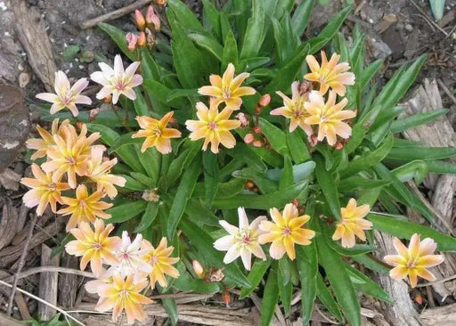 Lewisia longipetala 'Little Peach' Flowers Seeds, Perennial. - Caribbean garden seed