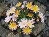 Lewisia longipetala 'Little Peach' Flowers Seeds, Perennial. - Caribbean garden seed