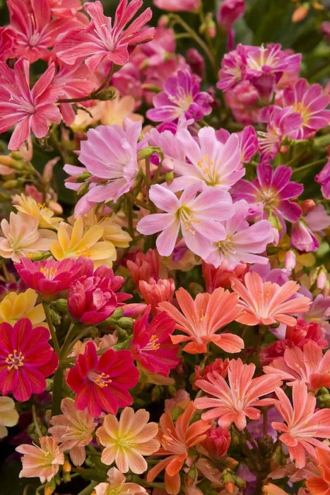 LEWISIA Cotyledon-Hybr. [Galaxy Mix]Flowers Seeds, (Yellow ),Great In Container, Perennial. - Caribbean garden seed