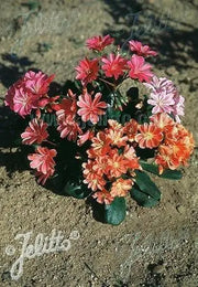LEWISIA Cotyledon-Hybr. [Galaxy Mix]Flowers Seeds, (Yellow ),Great In Container, Perennial. - Caribbean garden seed