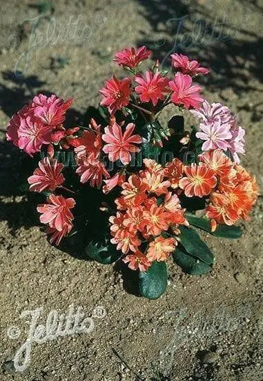 LEWISIA Cotyledon-Hybr. [Galaxy Mix]Flowers Seeds, (Yellow ),Great In Container, Perennial. - Caribbean garden seed