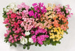 LEWISIA Cotyledon-Hybr. [Galaxy Mix]Flowers Seeds, (Yellow ),Great In Container, Perennial. - Caribbean garden seed