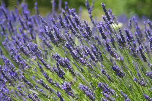 Lavender PROVENCE (LIVE STARTER PLANT) PERENNIAL HERB - Caribbean garden seed