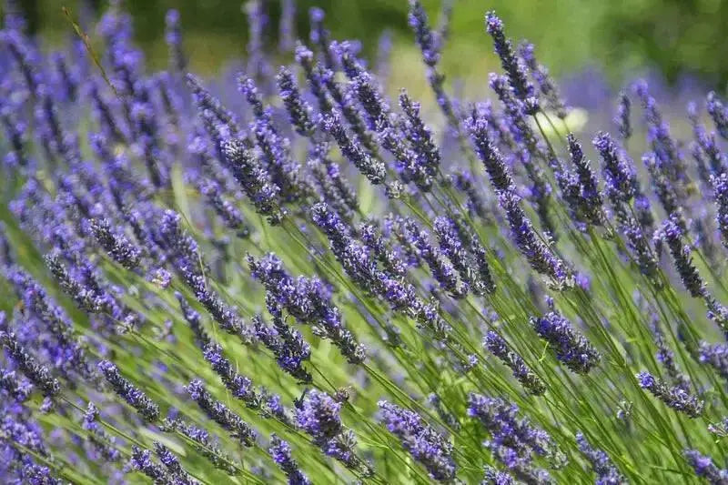 Lavender PROVENCE (LIVE STARTER PLANT) PERENNIAL HERB - Caribbean garden seed