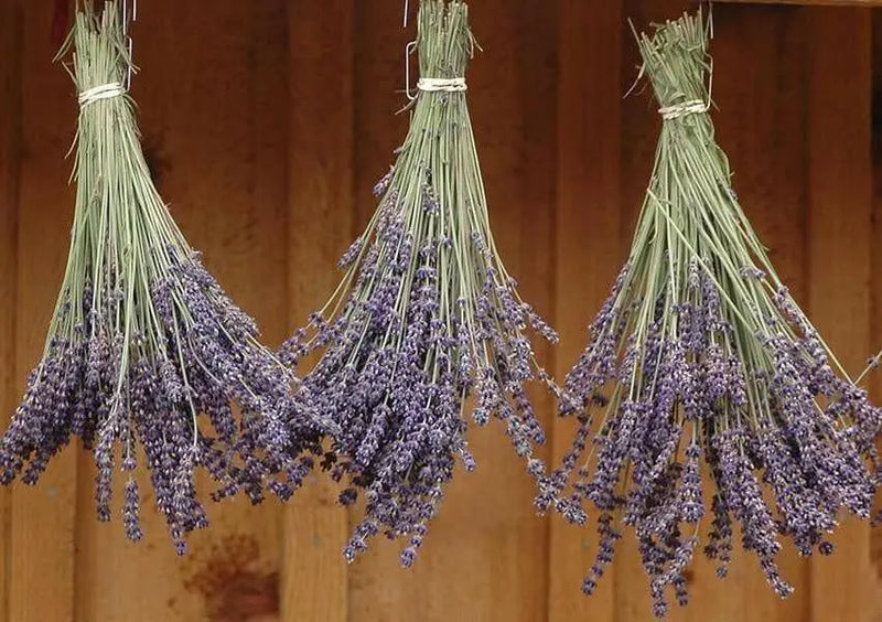 Lavender PROVENCE (LIVE STARTER PLANT) PERENNIAL HERB - Caribbean garden seed
