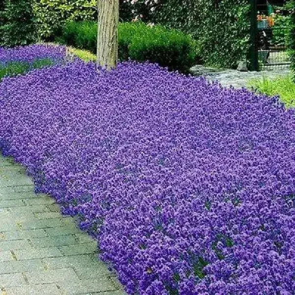 Lavender PROVENCE (LIVE STARTER PLANT) PERENNIAL HERB - Caribbean garden seed