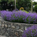Lavender PROVENCE (LIVE STARTER PLANT) PERENNIAL HERB - Caribbean garden seed