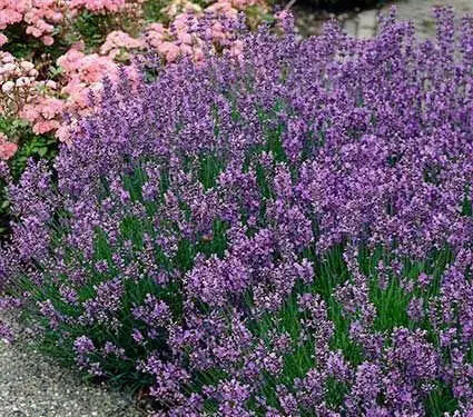 Lavender PROVENCE (LIVE STARTER PLANT) PERENNIAL HERB - Caribbean garden seed