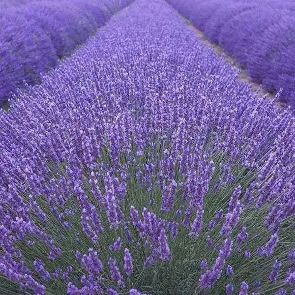 Lavender PROVENCE (LIVE STARTER PLANT) PERENNIAL HERB - Caribbean garden seed