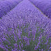 Lavender PROVENCE (LIVE STARTER PLANT) PERENNIAL HERB - Caribbean garden seed