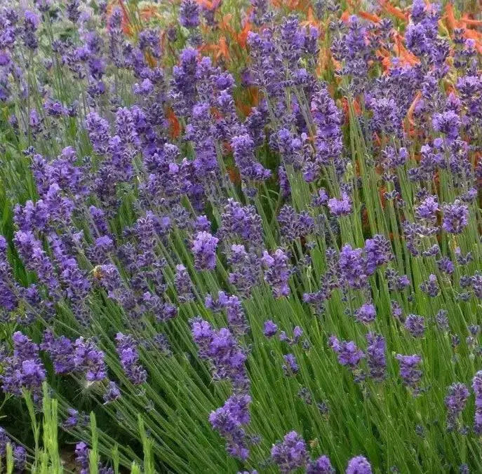 Lavender PROVENCE (LIVE STARTER PLANT) PERENNIAL HERB - Caribbean garden seed