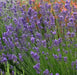 Lavender PROVENCE (LIVE STARTER PLANT) PERENNIAL HERB - Caribbean garden seed
