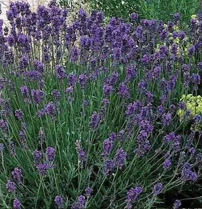 Lavender PROVENCE (LIVE STARTER PLANT) PERENNIAL HERB - Caribbean garden seed