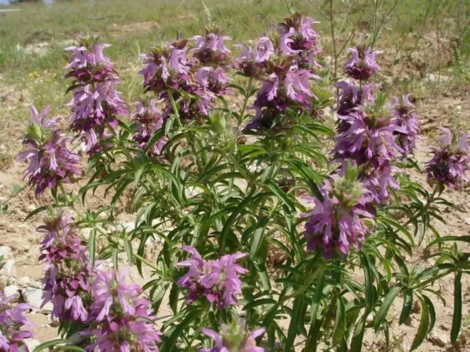 Lemon Mint Herb -Monarda citriodora, lemon bee balm, perennial herb - Caribbean garden seed