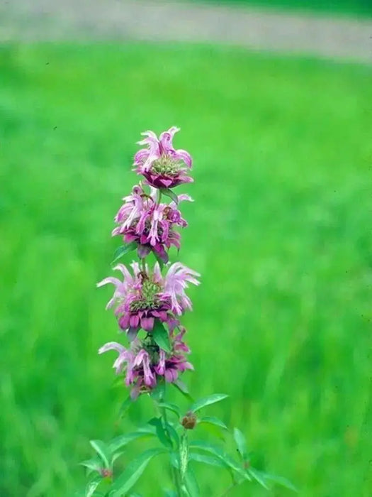 Lemon Mint Herb -Monarda citriodora, lemon bee balm, perennial herb - Caribbean garden seed