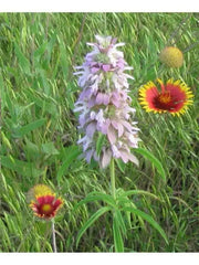 Lemon Mint Herb -Monarda citriodora, lemon bee balm, perennial herb - Caribbean garden seed