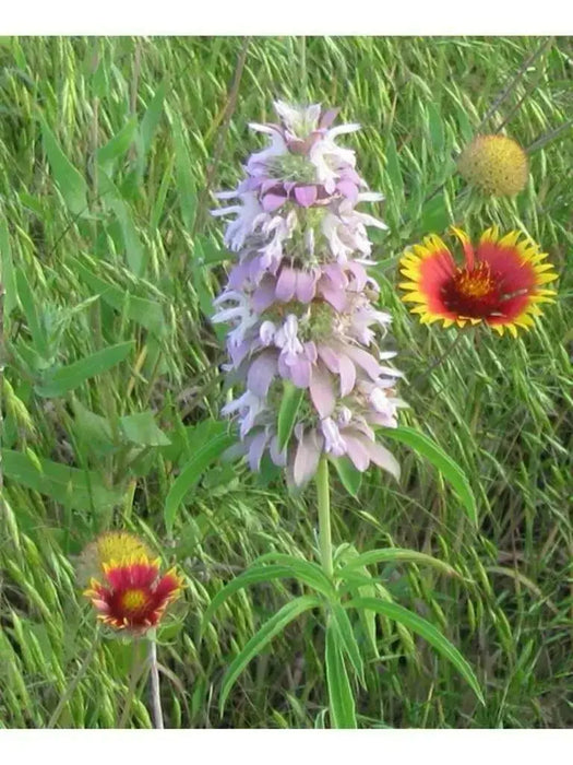 Lemon Mint Herb -Monarda citriodora, lemon bee balm, perennial herb - Caribbean garden seed