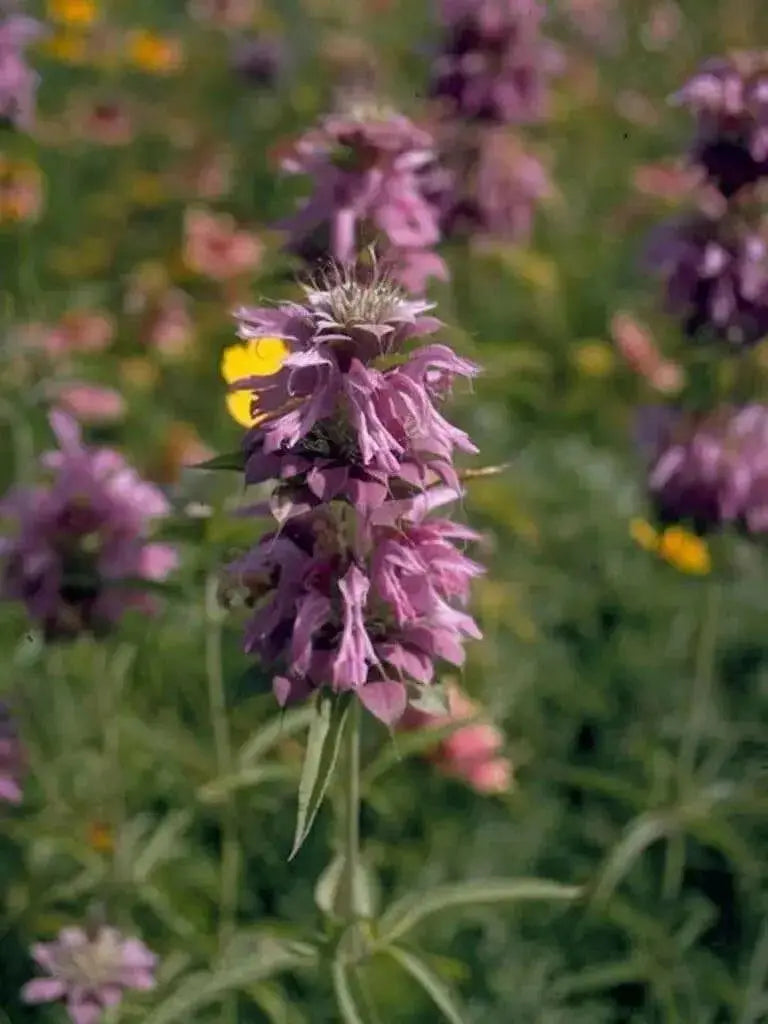 Lemon Mint Herb -Monarda citriodora, lemon bee balm, perennial herb - Caribbean garden seed