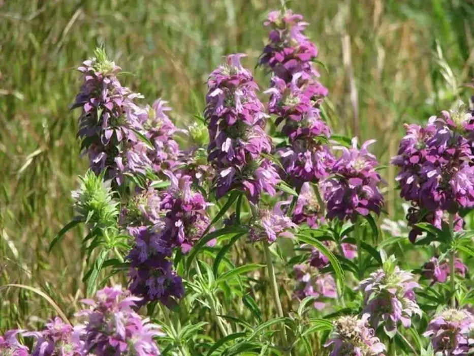 Lemon Mint Herb -Monarda citriodora, lemon bee balm, perennial herb - Caribbean garden seed