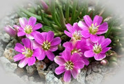 Lewisia pygmaea, Alpine Lewisia, Alpine Bitter-root,  Flowers Seeds, ,Great In Container, Perennial. - Caribbean garden seed