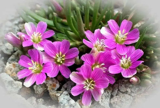 Lewisia pygmaea, Alpine Lewisia, Alpine Bitter-root,  Flowers Seeds, ,Great In Container, Perennial. - Caribbean garden seed