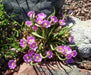 Lewisia pygmaea, Alpine Lewisia, Alpine Bitter-root,  Flowers Seeds, ,Great In Container, Perennial. - Caribbean garden seed