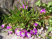 Lewisia pygmaea, Alpine Lewisia, Alpine Bitter-root,  Flowers Seeds, ,Great In Container, Perennial. - Caribbean garden seed