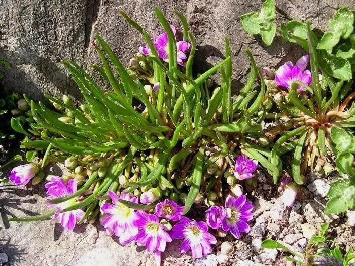 Lewisia pygmaea, Alpine Lewisia, Alpine Bitter-root,  Flowers Seeds, ,Great In Container, Perennial. - Caribbean garden seed