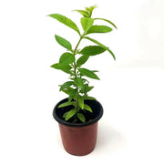 Lemon Verbena ( 2 STARTER PLANTS)  Lemon Beebrush- GREAT IN CONTAINERS ! - Caribbean garden seed